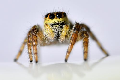 Réf. 333 702 : Carrhotus xanthogramma